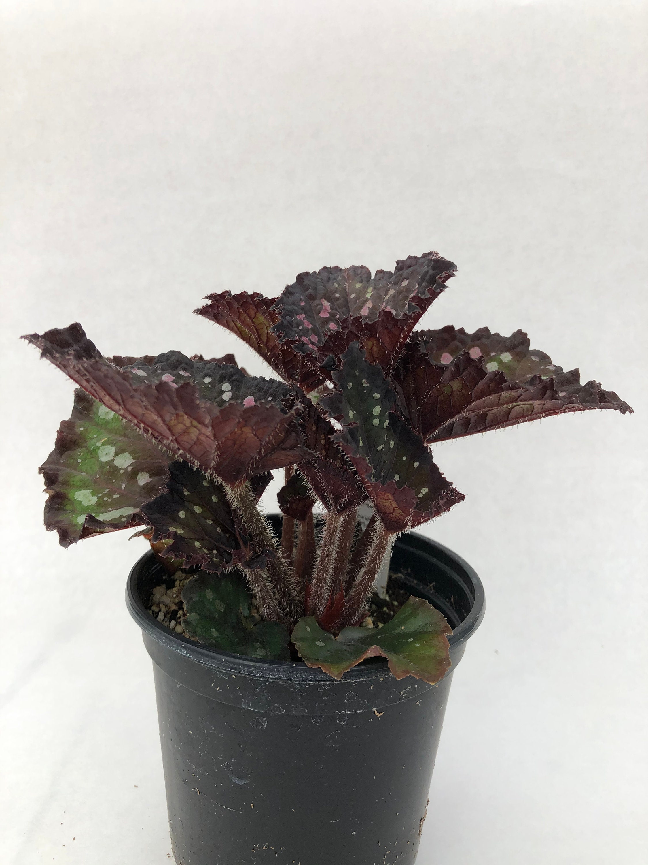 Jurassic™ Dino Rex Begonia ‘black Sky’ Previously - Etsy
