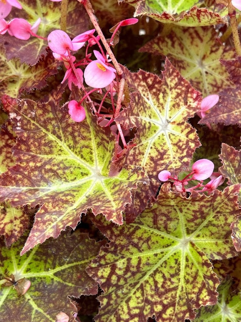 BearFootFarmsLLC Rhizomatous Begonia Starburst - Thumbnail 3