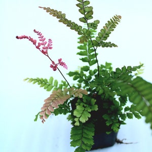 Rosy Maidenhair Fern Adiantum Hispidulum image 3