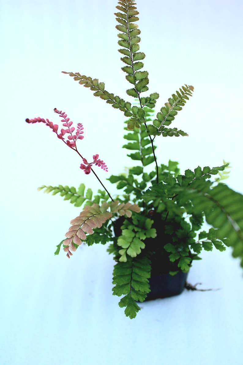 Rosy Maidenhair Fern Adiantum Hispidulum image 3