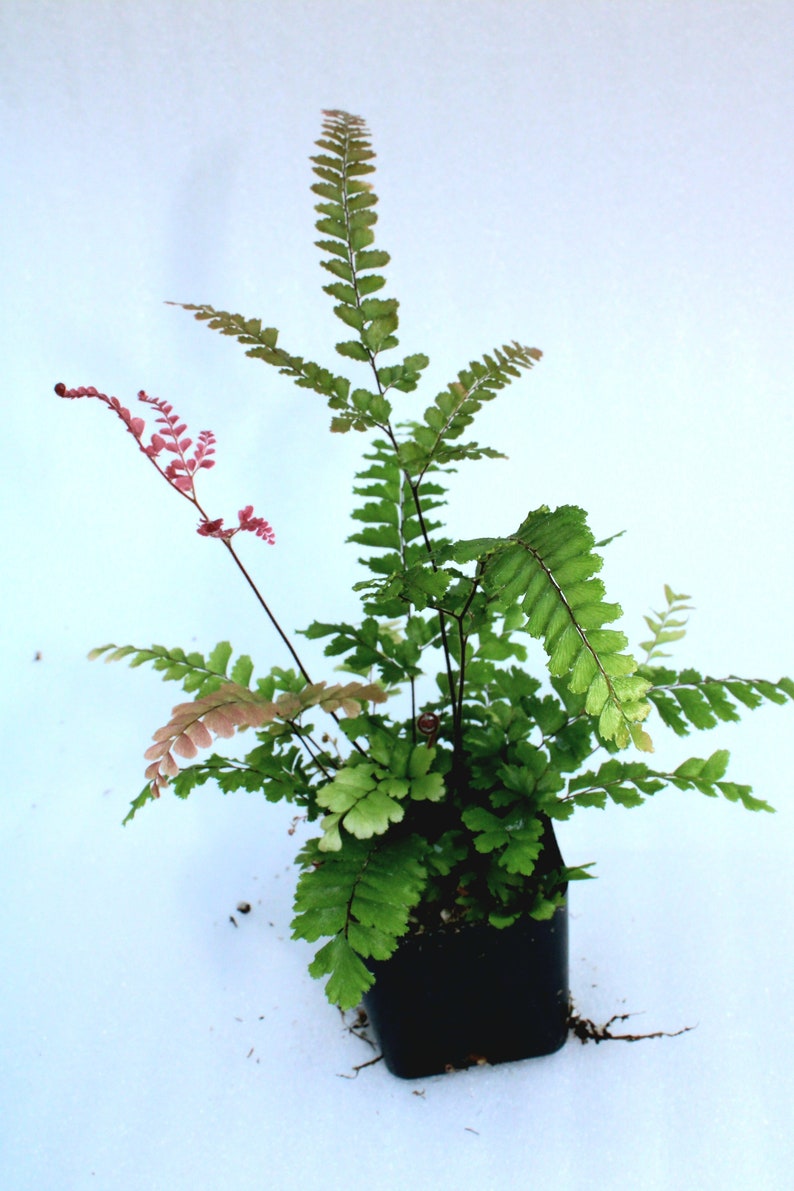 Rosy Maidenhair Fern Adiantum Hispidulum image 7