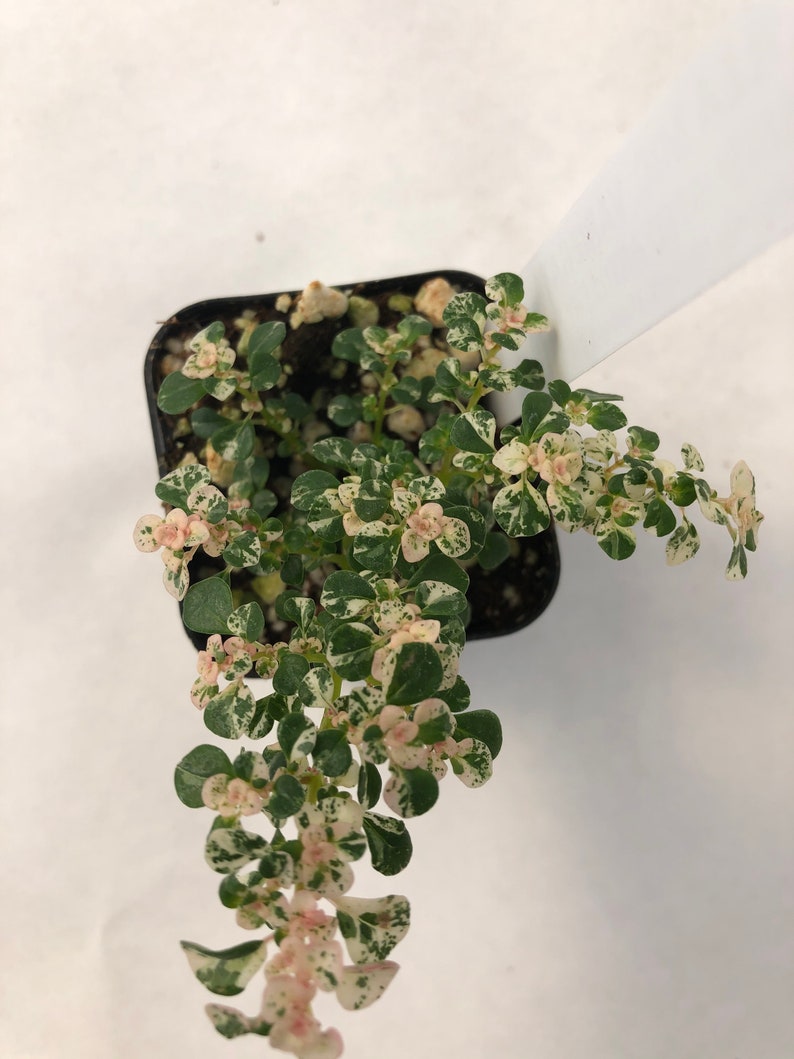 Variegated Artillery Plant - Etsy