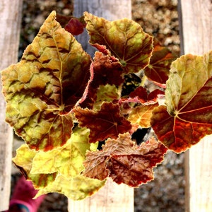 Rhizomatous Begonia 'Autumn' image 8