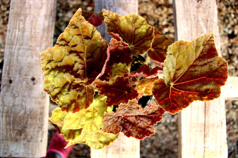 Rhizomatous Begonia 'Autumn' image 8