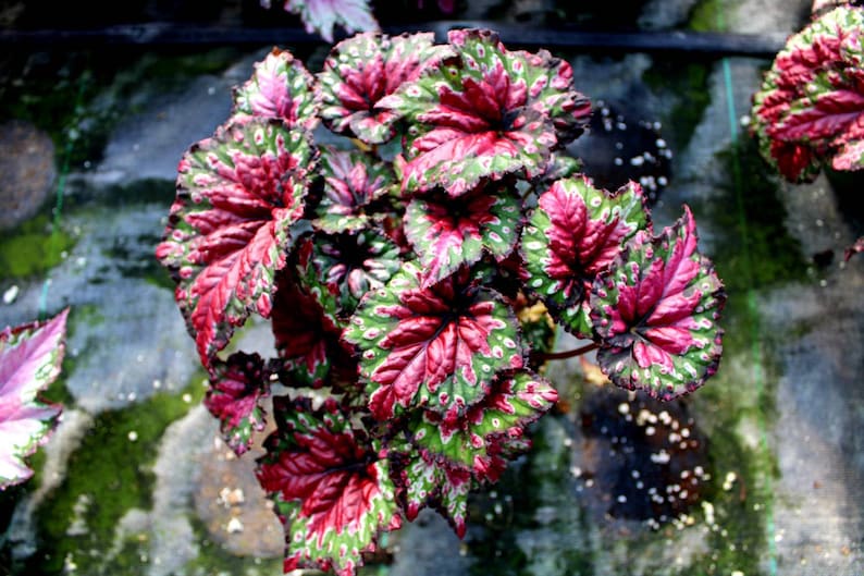 Rex Begonia 'Festive Red & Green' image 7