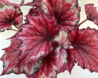 Rex Begonia 'Candy Apple' BFF EXCLUSIVE