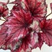 see more listings in the Rex Begonia section