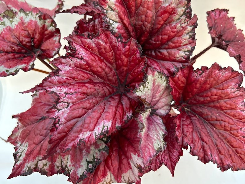 Rex Begonia 'Candy Apple' BFF EXCLUSIVE image 1
