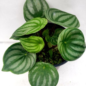 Peperomia 'Watermelon'