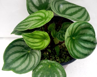 Peperomia &#39;Watermelon&#39;