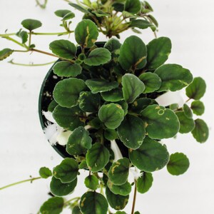 Lace Flower | Alsobia Dianthiflora - Etsy