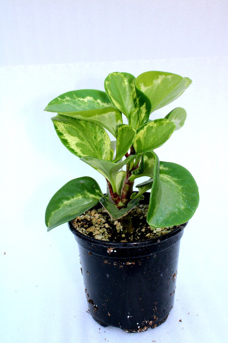 BearFootFarmsLLC Rubber Tree - Thumbnail 2