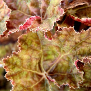 Rhizomatous Begonia 'Autumn' image 2