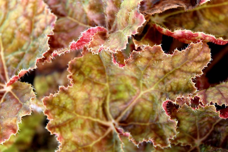 Rhizomatous Begonia 'Autumn' image 2