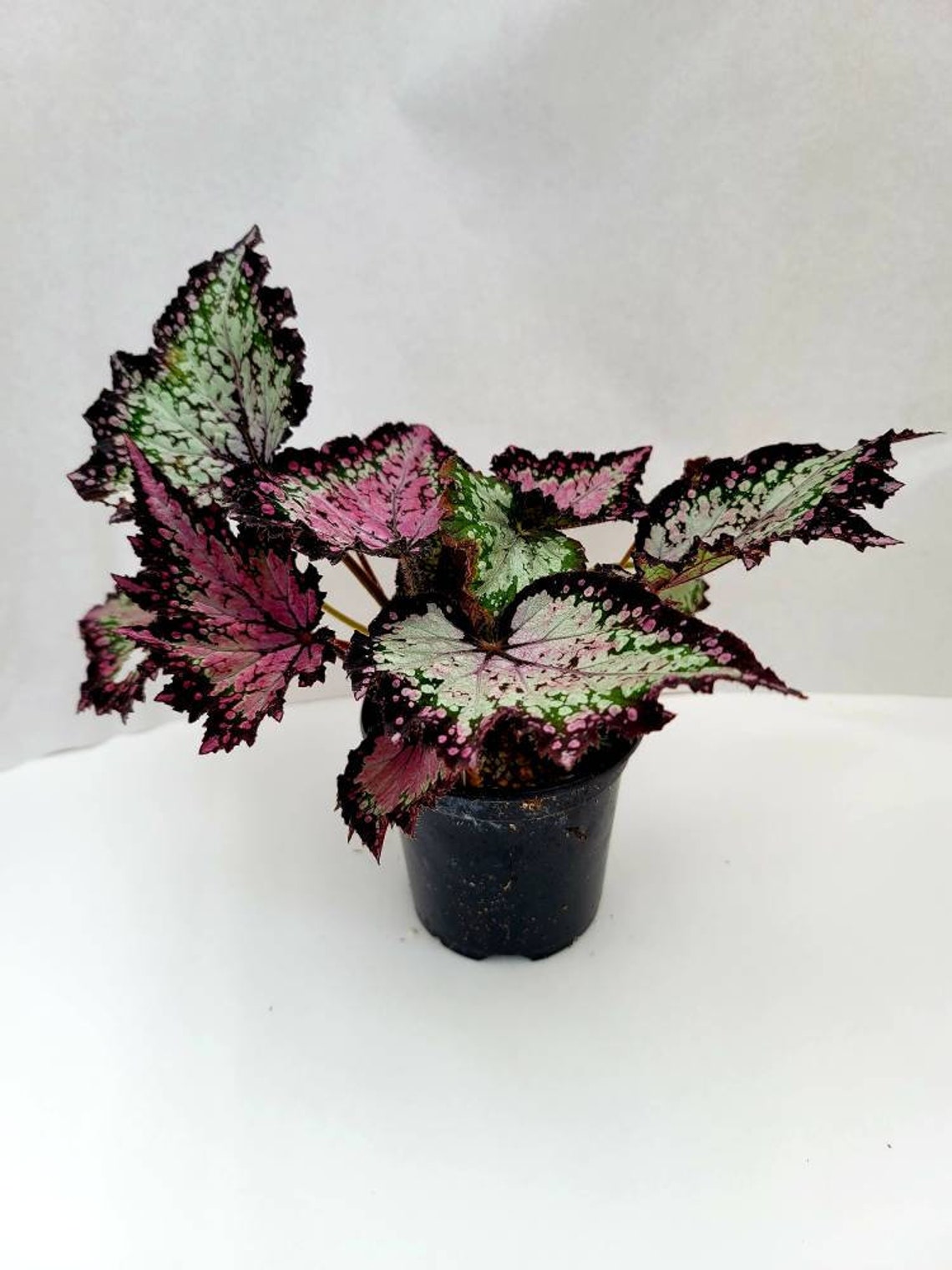 Jurassic™ Dino Rex Begonia ‘polka Dot’ - Etsy