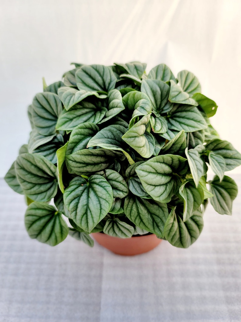 BearFootFarmsLLC Peperomia Frost - Thumbnail 3