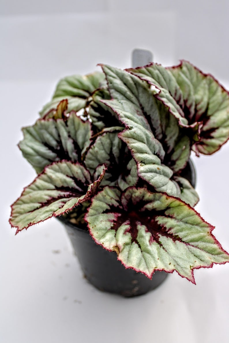 Rex Begonia Shadow King 'cherry Mint' Etsy