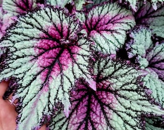 Rex Begonia 'Royal Blush'
