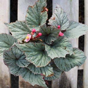 Rex Begonia 'Ideal Glacier'