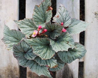 Rex Begonia 'Ideal Glacier'