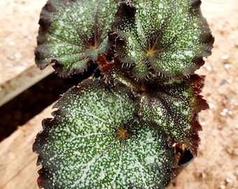 Rex Begonia 'Spiderweb' - BFF Exclusive