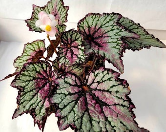 Jurassic™ Rex Begonia 'Green Streak'