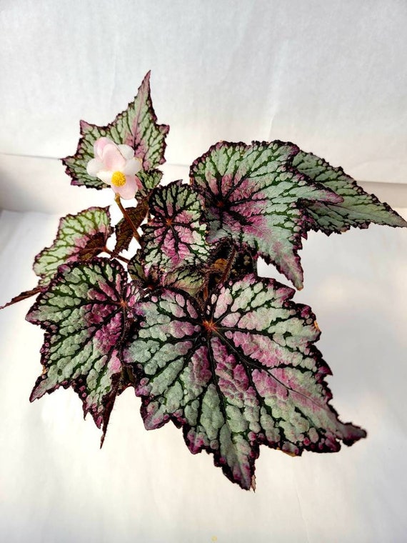 Jurassic™ Rex Begonia ‘green Streak’ - Etsy