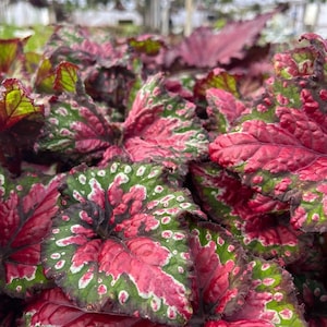 Rex Begonia 'Festive Red & Green' image 2