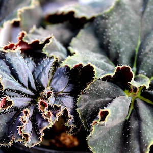 Rhizomatous Begonia 'Midnight'