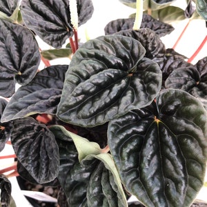 Peperomia 'Dark Ripple' image 3