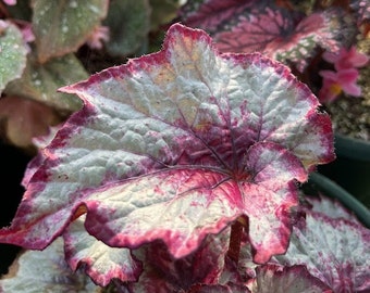 Rex Begonia 'Lipstick' - BFF Exclusive