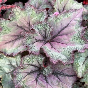 Rex Begonia 'Cotton Candy' - BFF Exclusive