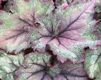 Rex Begonia 'Cotton Candy' - BFF Exclusive