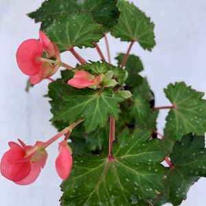 Begonia 'Max Welton' image 1