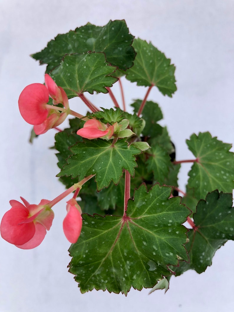 Begonia 'Max Welton' image 1