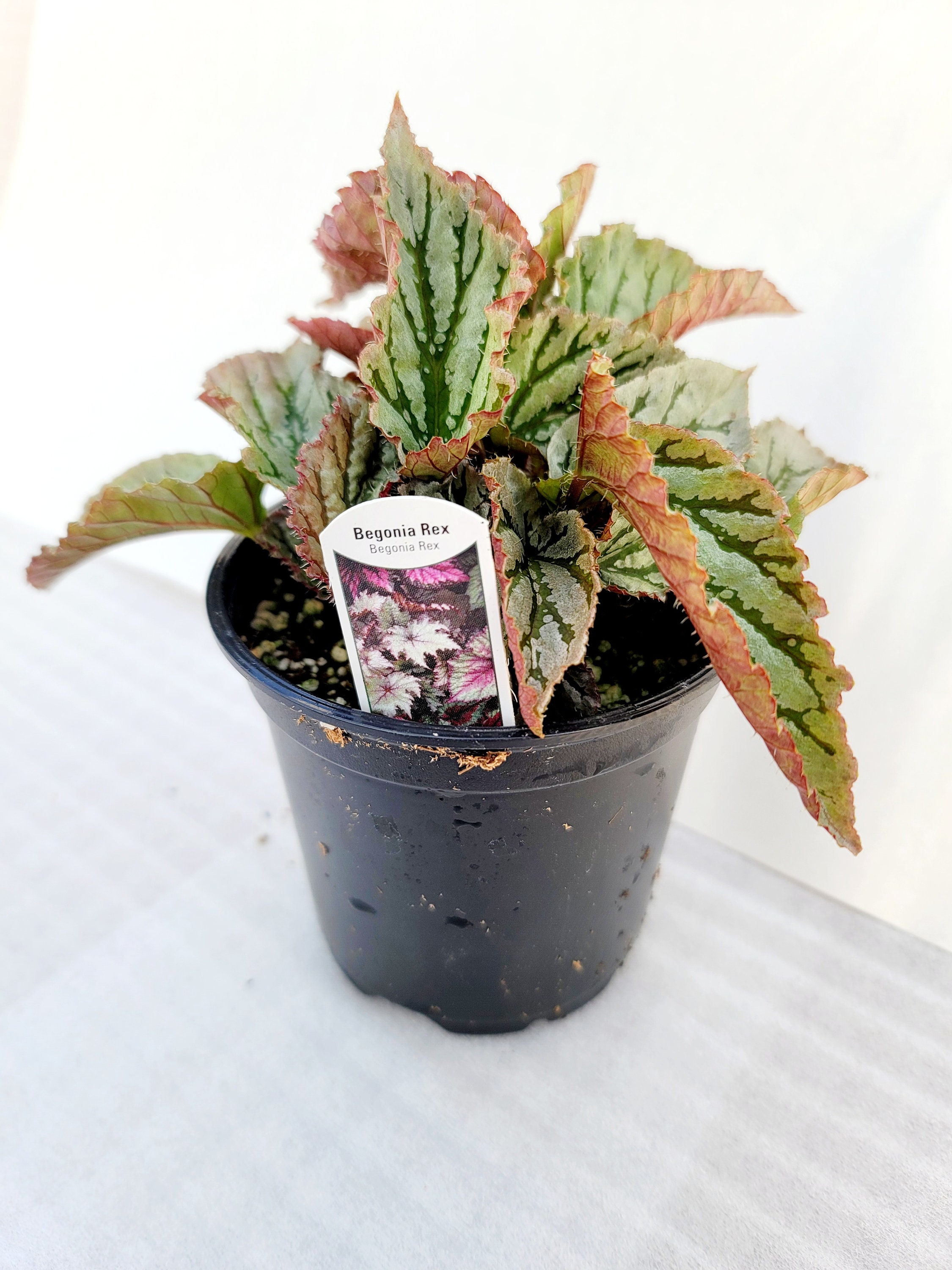 Jurassic™ Dino Rex Begonia 'greenie' Etsy