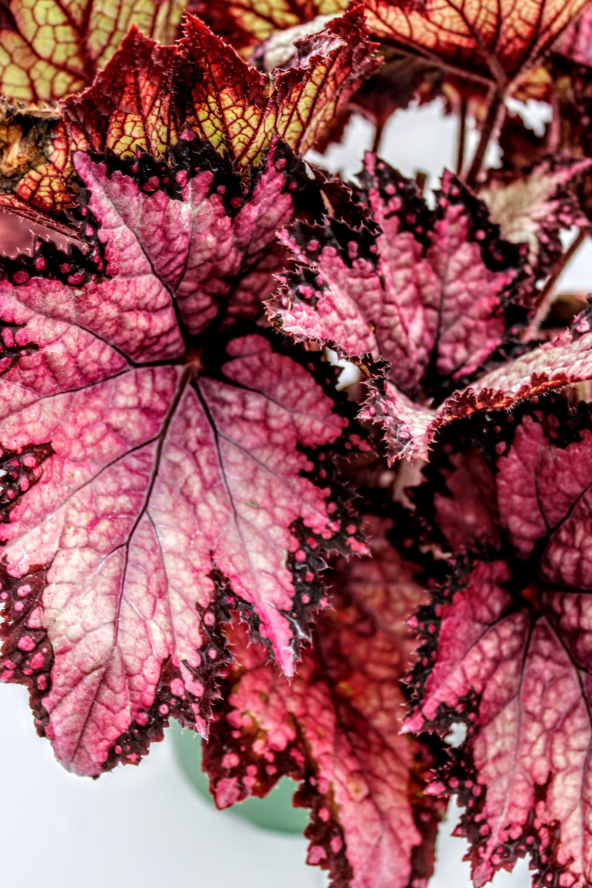 Jurassic™ Rex Begonia 'pink Shades' Etsy