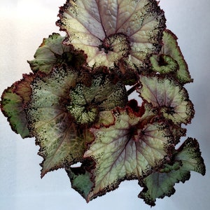 Jurassic™ Rex Begonia 'Artic Twist'