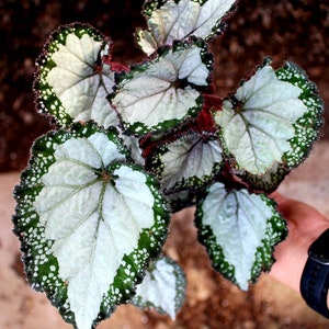 Rex Begonia 'Festive Sterling'