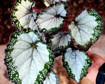 Rex Begonia 'Festive Sterling'