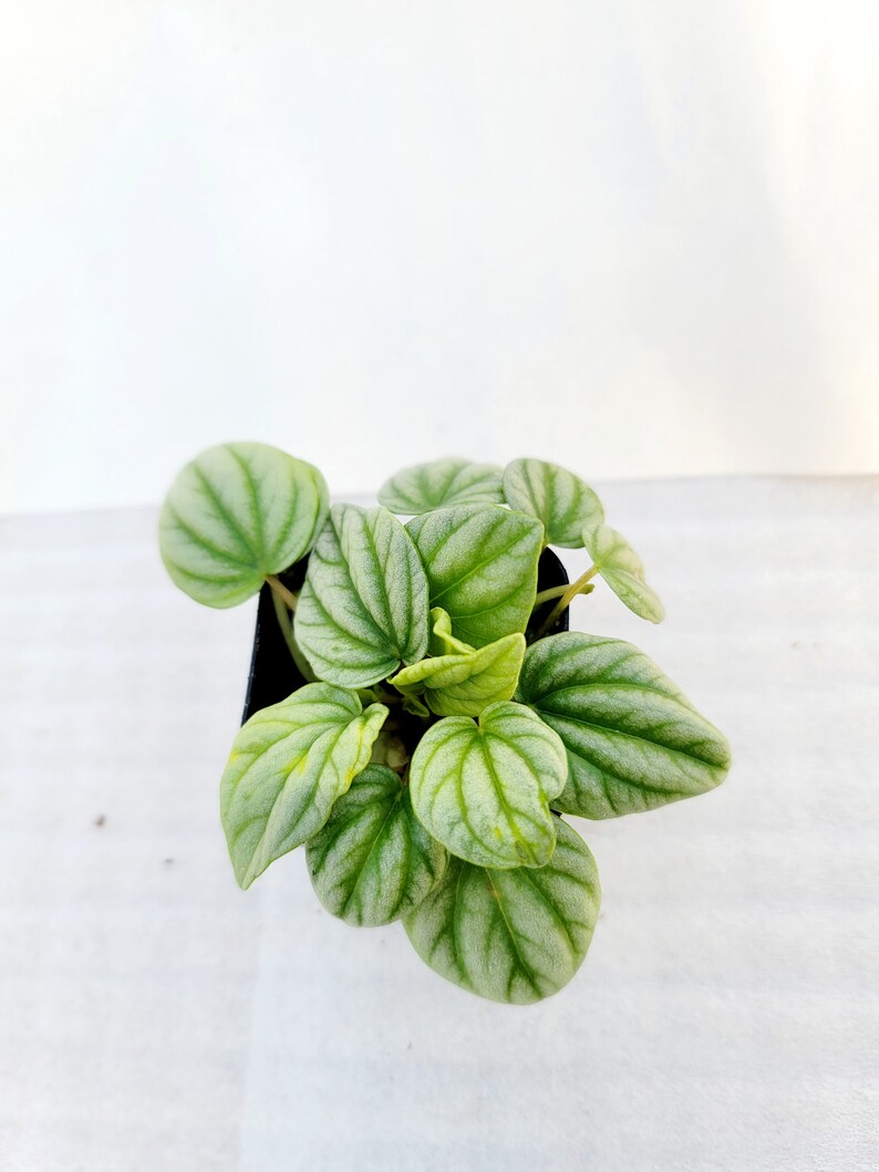 BearFootFarmsLLC Peperomia Frost - Thumbnail 4