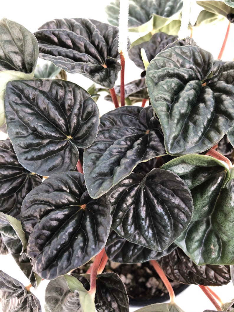 Peperomia 'Dark Ripple' image 1