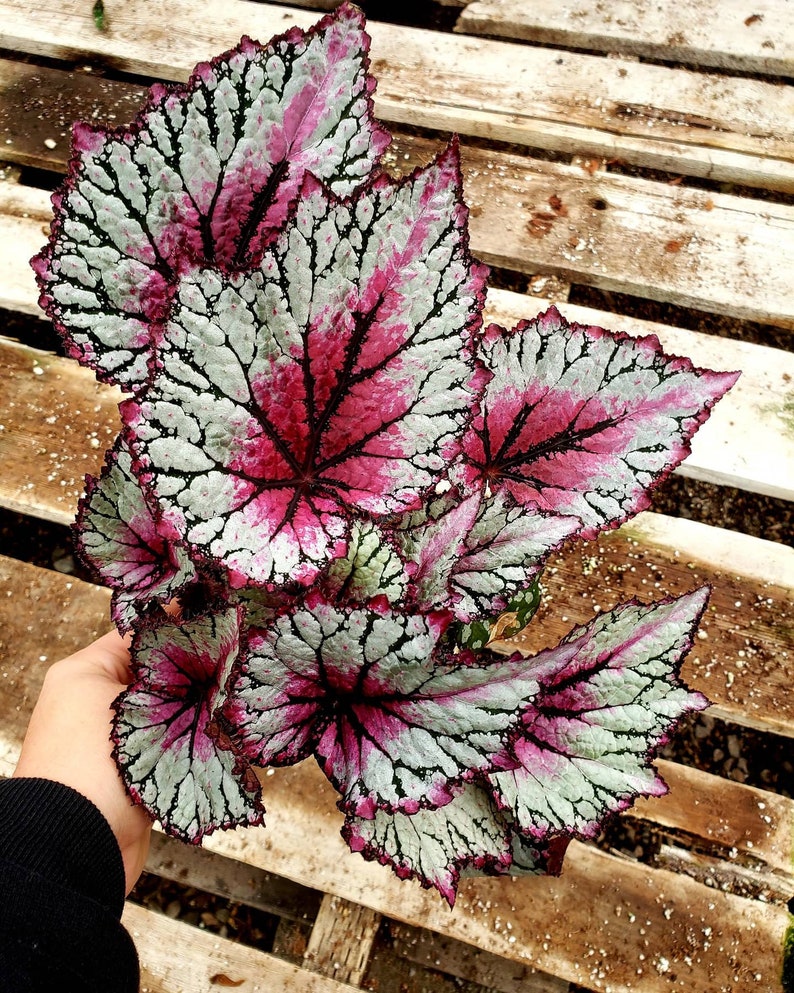 Jurassic™ Rex Begonia ‘pink Splash’ - Etsy