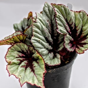 Rex Begonia Shadow King &lsquo;cherry Mint&rsquo; - Etsy