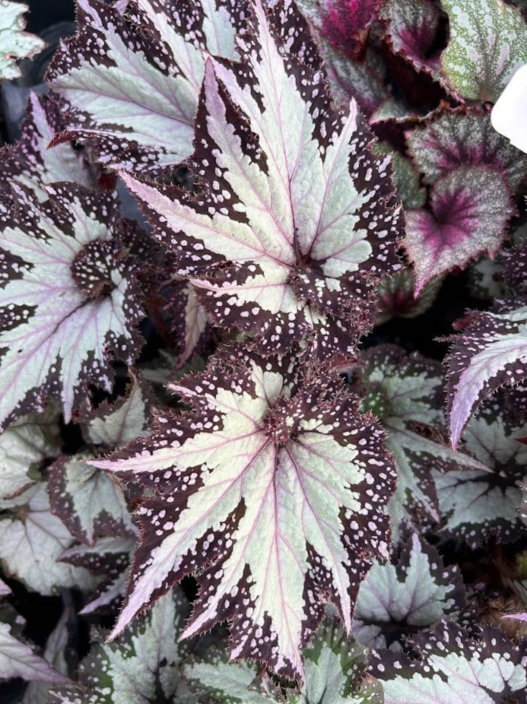 Rex Begonia 'festive Paisley Silver' - Etsy