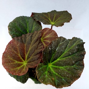 Begonia Pavonina