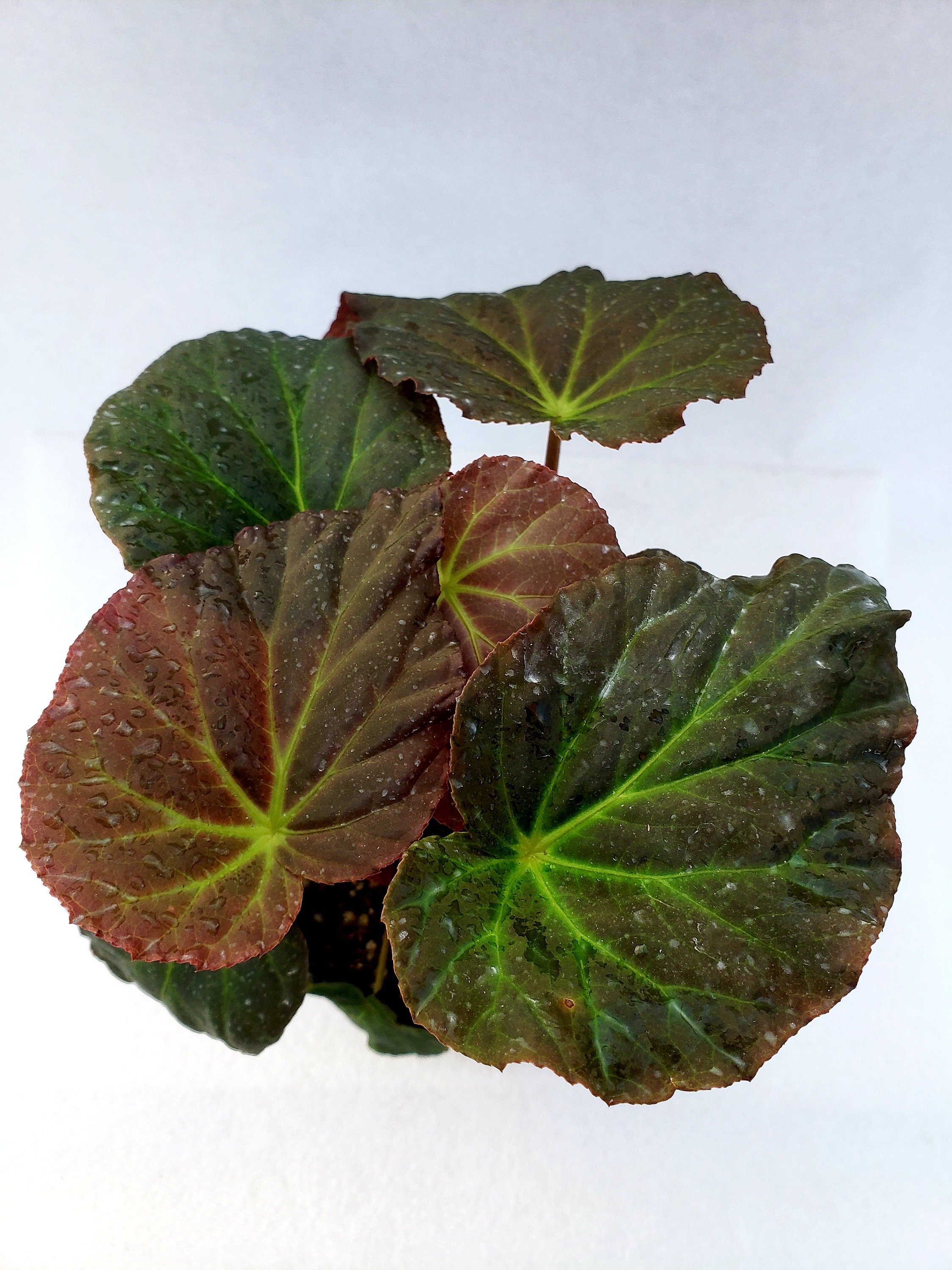 Begonia Pavonina - Etsy