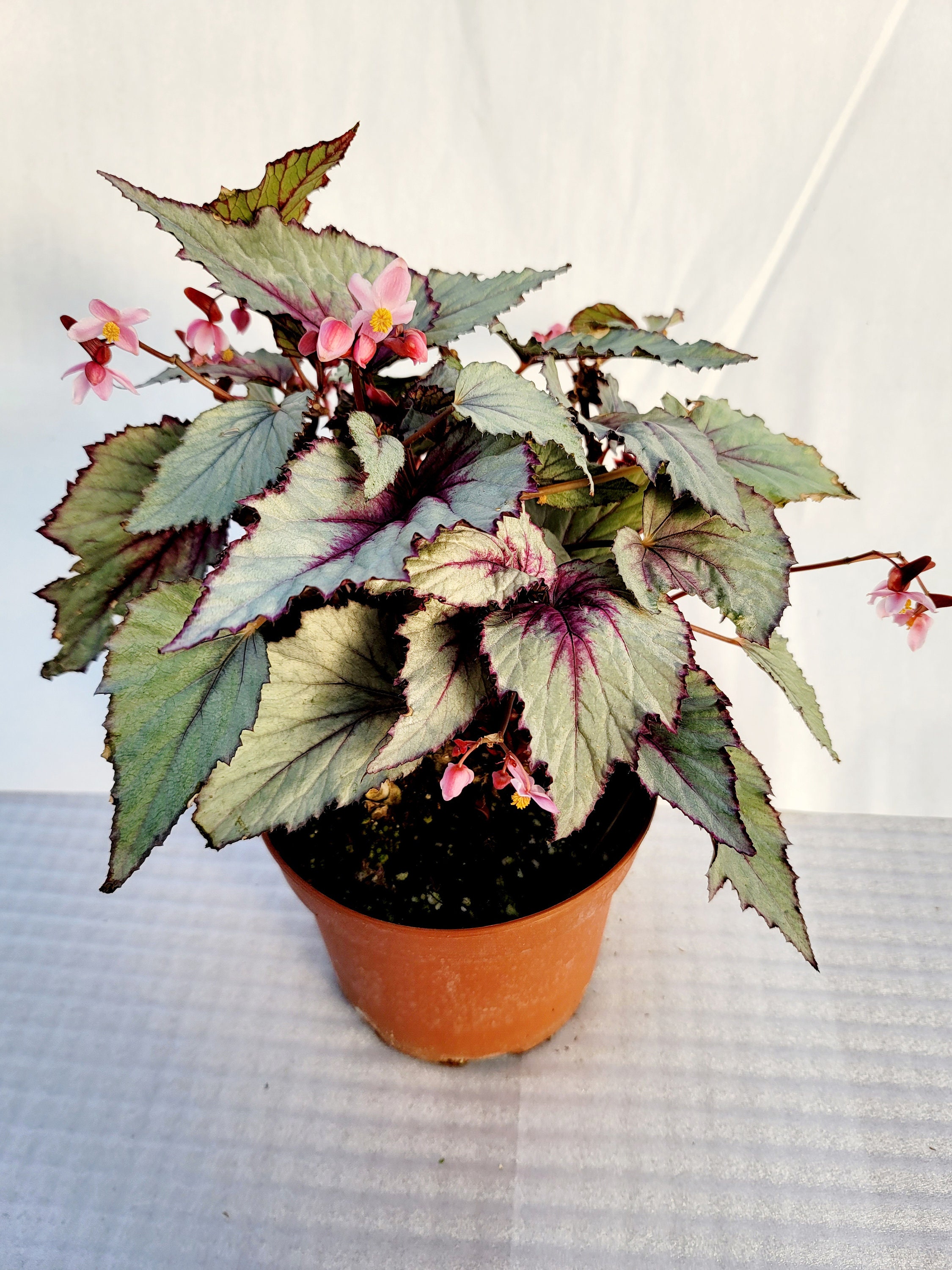 Jurassic™ Dino Rex Begonia 'dragon Fruit' Etsy