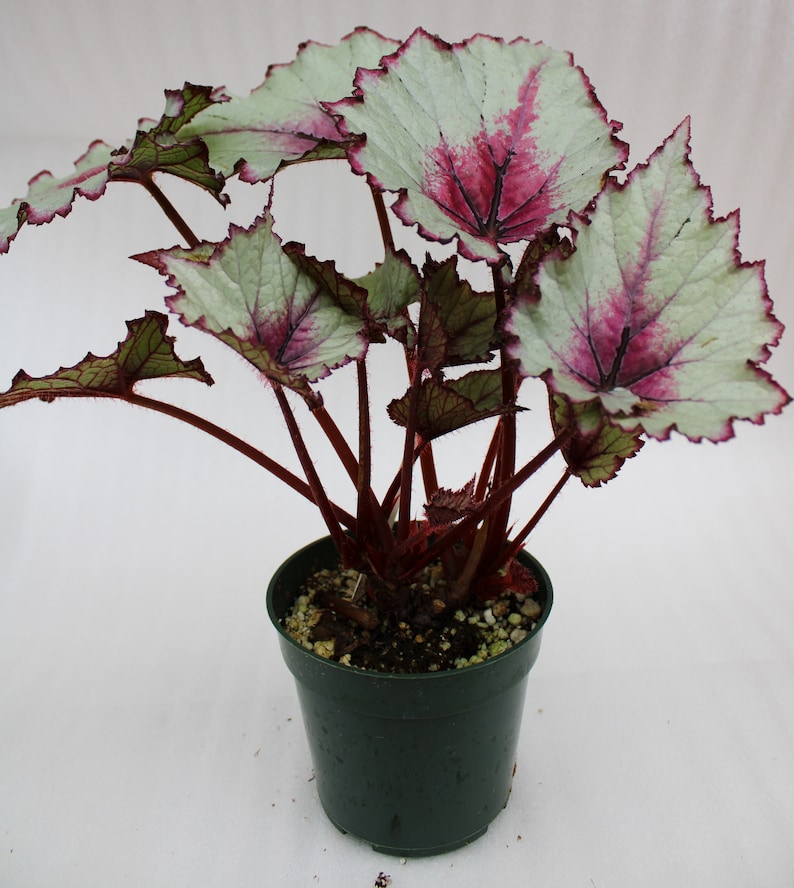 Rex Begonia 'Bleeding Heart' BFF Exclusive image 3