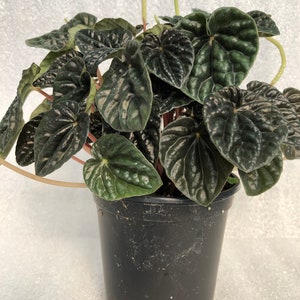 Peperomia 'Dark Ripple' image 2